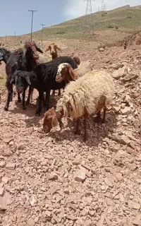 فروش میش با بره داشتی