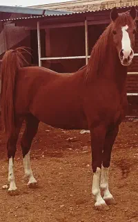 نریان ۵ نشان خالص ایرانی