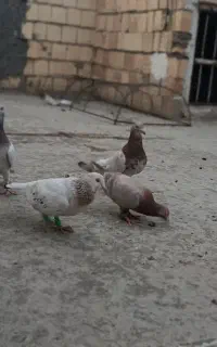 حیوان سرحال