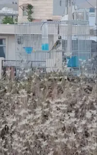 سهره