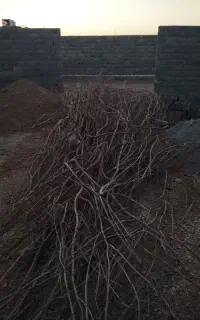 فروش چوب بادام