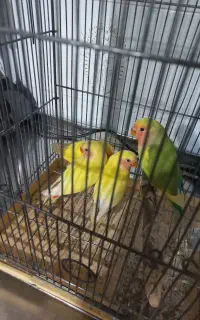 جوجه طوطی برزیلی دستی