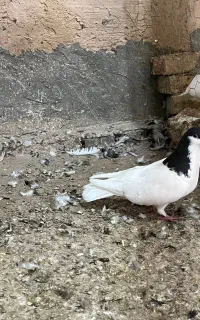 کبوتر