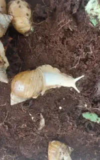 فروش حلزون جهت ..