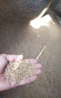 گندم تمیز