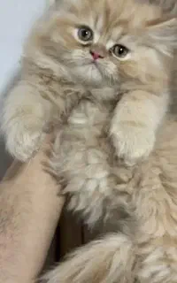 فروش یک عدد بچه گربه