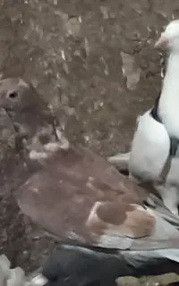 کبوتر قوردی نر