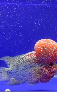 ماهی فلاورهورن