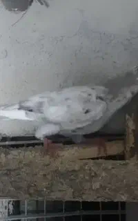 جوجه کوهی