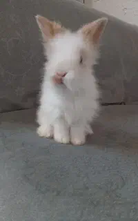 3عدد بچه خرگوش لوپ اصل