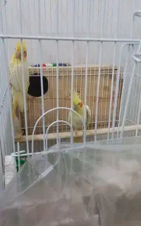 جوجه عروس سرلاکی