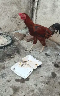 خروس دورگ لاری