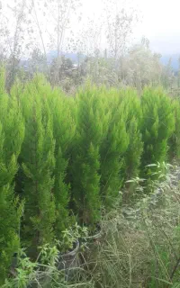 فروش لاوسون نیمه زباله،فینیکس،یاس هلندی