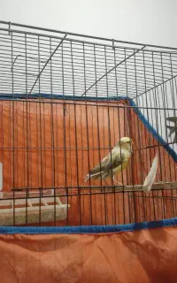 یک جفت قناری نر و ماده
