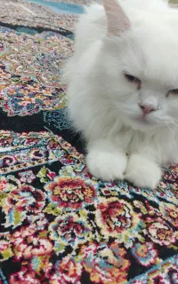 فروش گربه پرشین ماده
