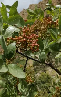 قسقەوان