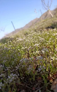 گردو