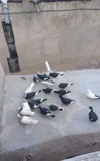 سیاه پلنگ