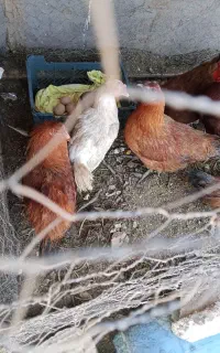 حیوانات مزرعه