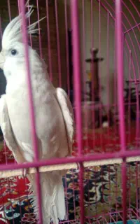 عروس هلندی جفت  به شرط جوجه