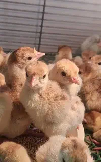 دستگاه جوجه کشی مازند چینکا