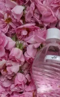 گلاب خانگی