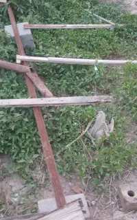 نهال فلفل شیرین