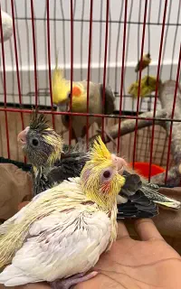 جوجه عروس هلندی سرلاکی