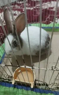 خرگوش