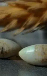 مهره