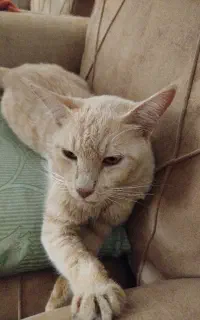 واگذاری گربه