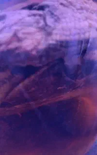مجسمه داخل الکل