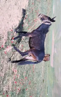 سه راس حیوان مزرعه