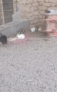 خرگوش خوشگل خونگی