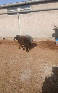 دو عدد قوچ