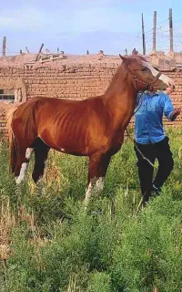 اسب پنج نشان دو سال و نیمه