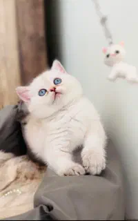 بریتیش سیلور و بلو