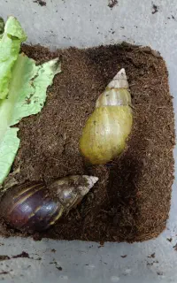 حلزون درمانی آلبینو