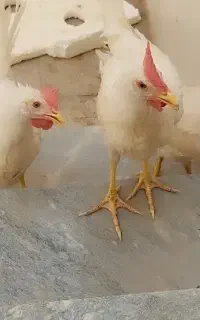سه عدد جوجه