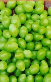 فروش غوره