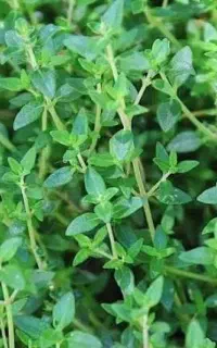 فروش اویشن(کهلیک اوتی )