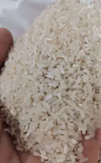 برنج سرلاشه فجر معطر بشرط پخت