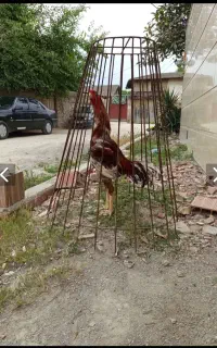 خروس لاری