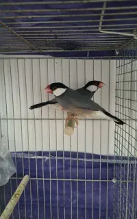 فنچ نرگسی جوان ، جفت