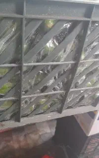 سبد سه ردیفه نو