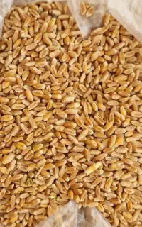 گندم بذری فرانسوی پا کوتاه با تناژ بالا