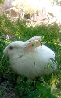 خرگوش چشم آلبالویی