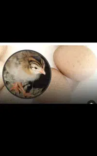 تخم مرغ شاخدار