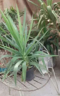 گل زیبا و شاداب