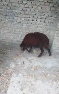 بره ماده